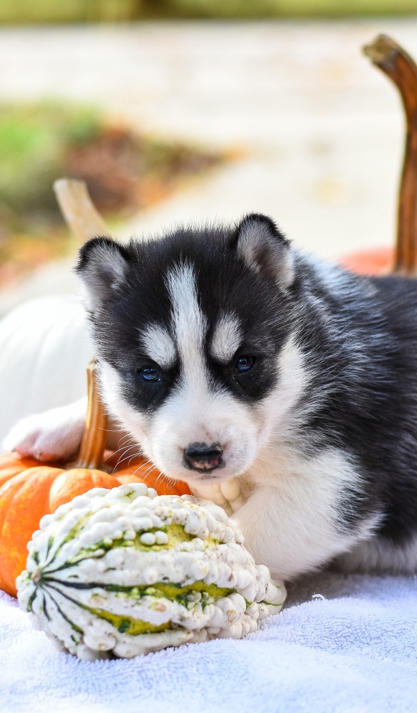 Маленький щенок хаски с тыквой и кукурузой 