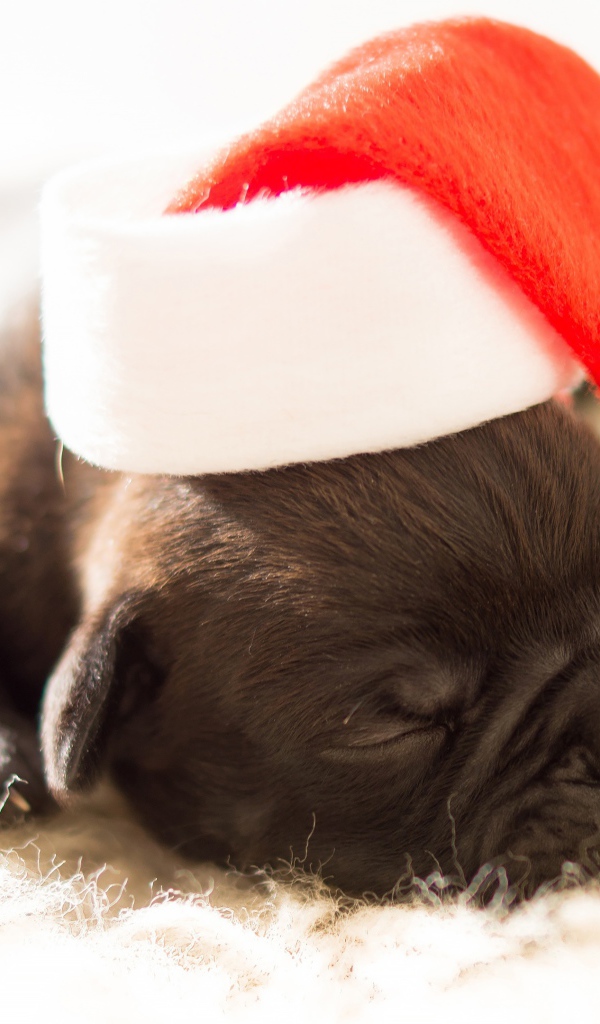 Маленький новорожденный щенок в новогодней шапке 