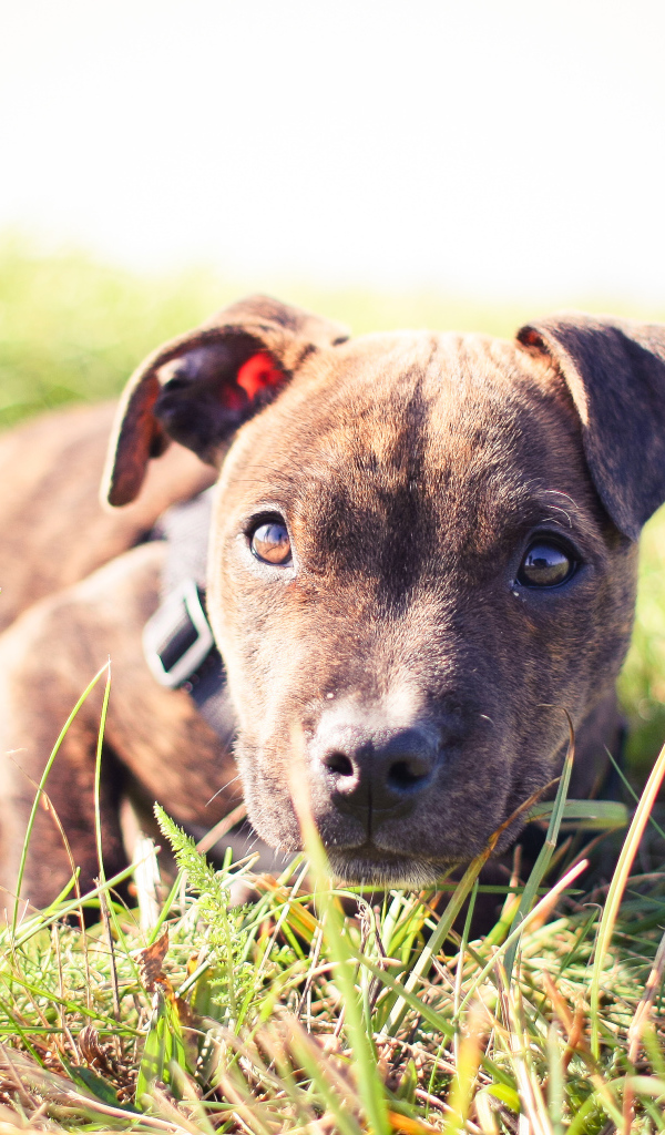 Маленький щенок питбуля лежит на траве