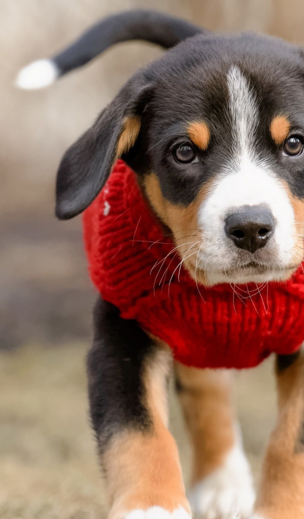 Маленький щенок в красном свитере 