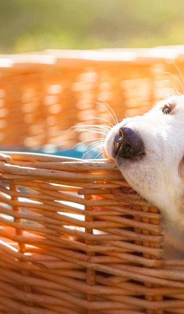 Маленький щенок грызет плетеную корзину