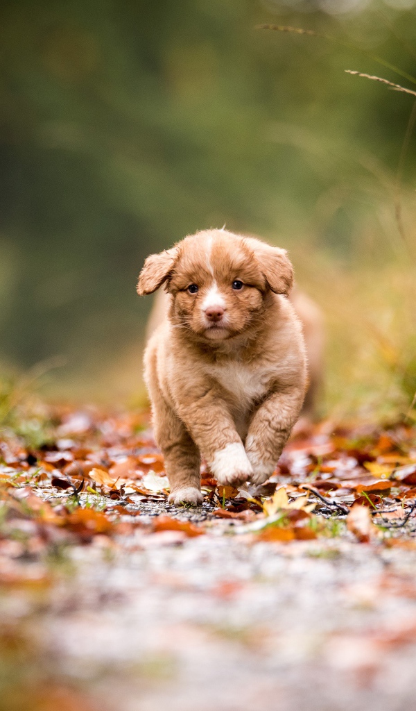 Маленький щенок бежит по дорожке  