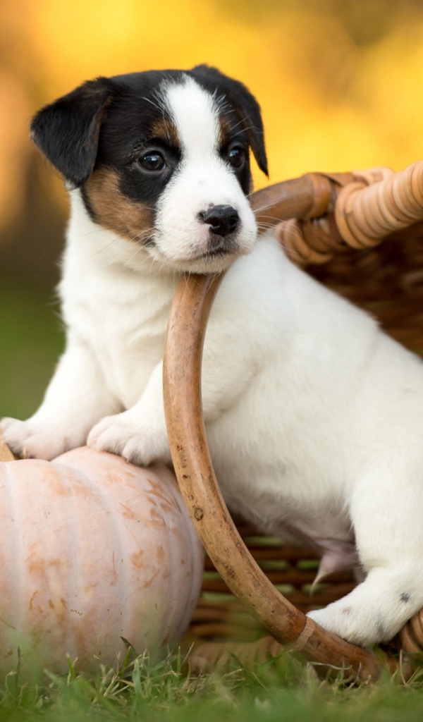 Маленький щенок сидит в корзине на зеленой траве с тыквой