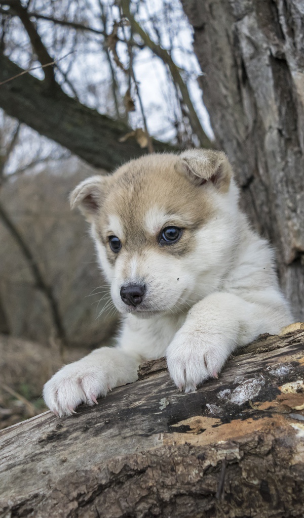 Маленький щенок сидит на сухом дереве в лесу