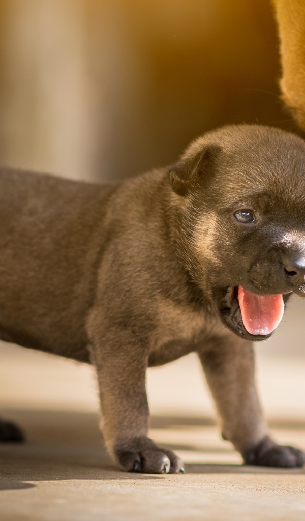 Маленький щенок с открытой пастью 