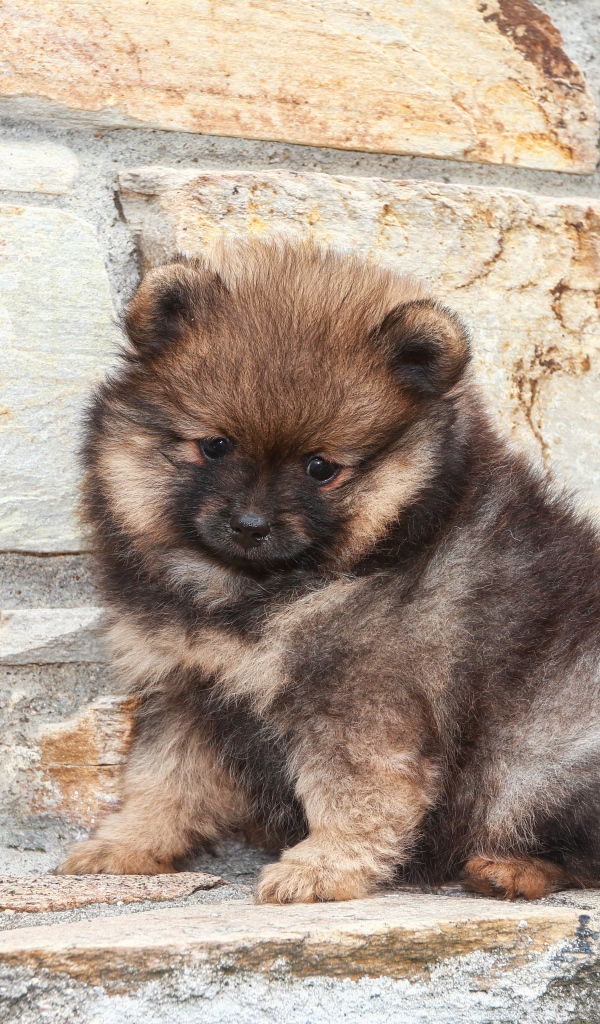 Маленький грустный щенок померанского шпица у стены 