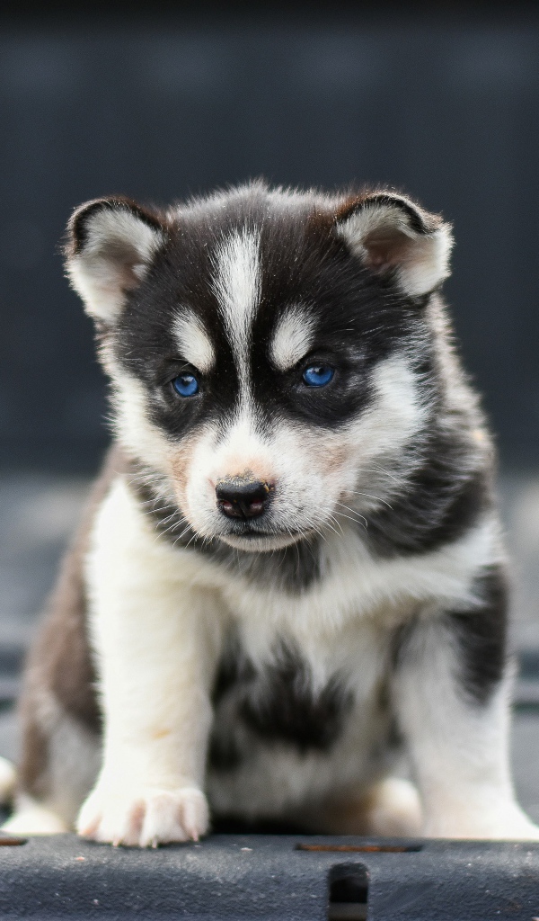 Маленький грустный голубоглазый щенок хаски 