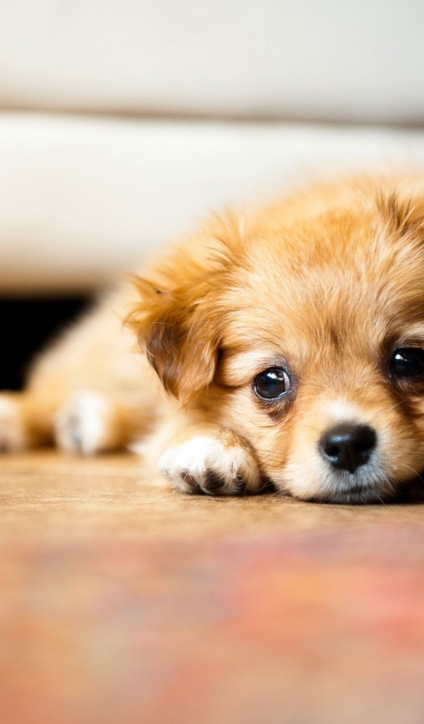 Маленький грустный щенок чихуахуа лежит на полу 