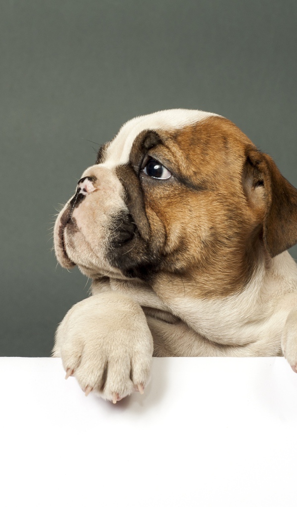 Маленький грустный щенок английского бульдога на сером фоне