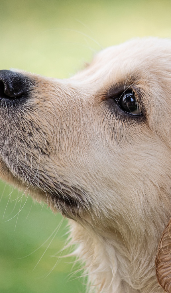 Маленький грустный щенок золотистого ретривера смотрит вверх 