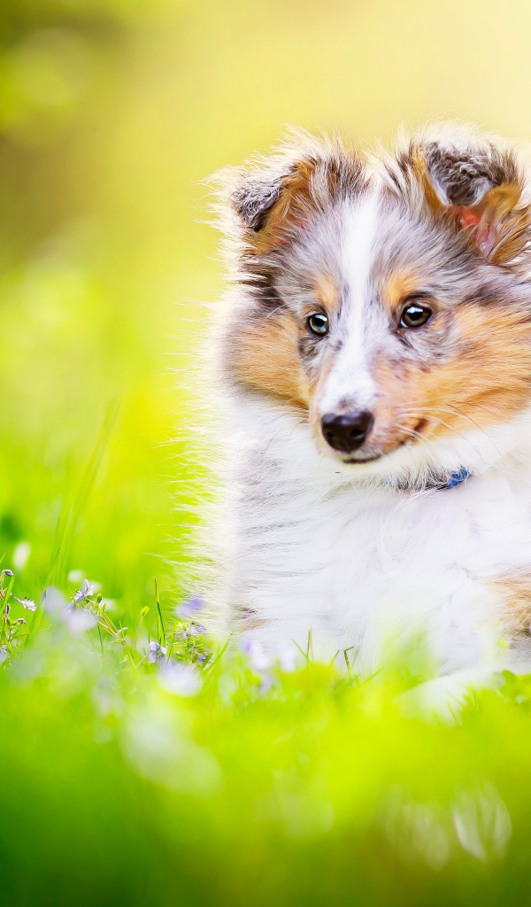 Маленький щенок шелти сидит в траве 