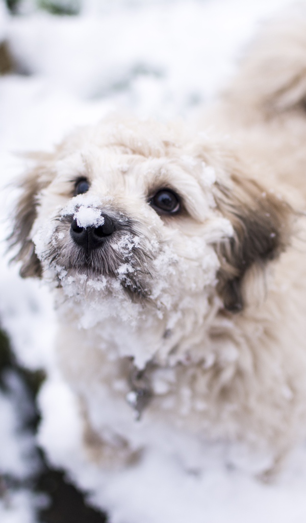 Маленький белый пес в снегу