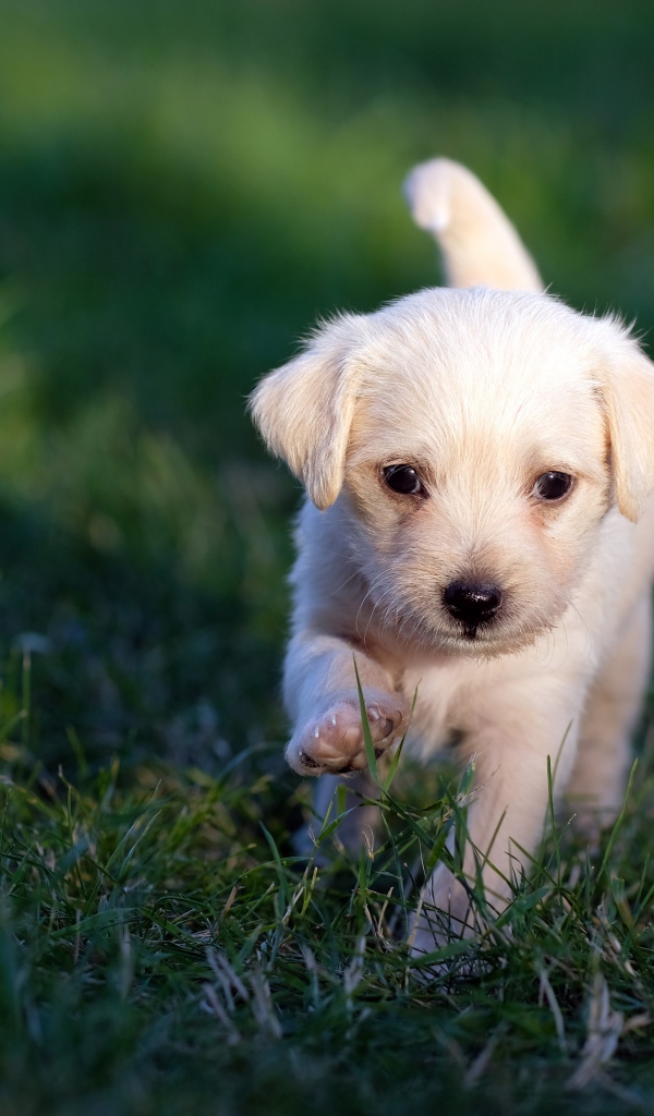 Маленький белый щенок идет по зеленой траве