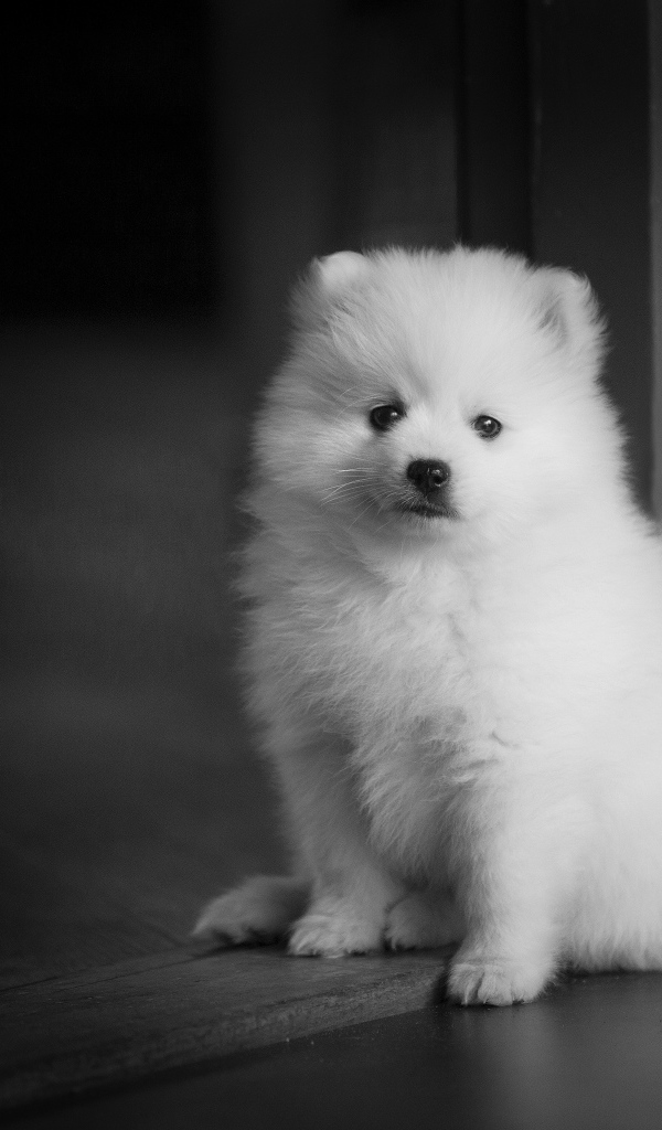 Маленький белый щенок шпица у двери 