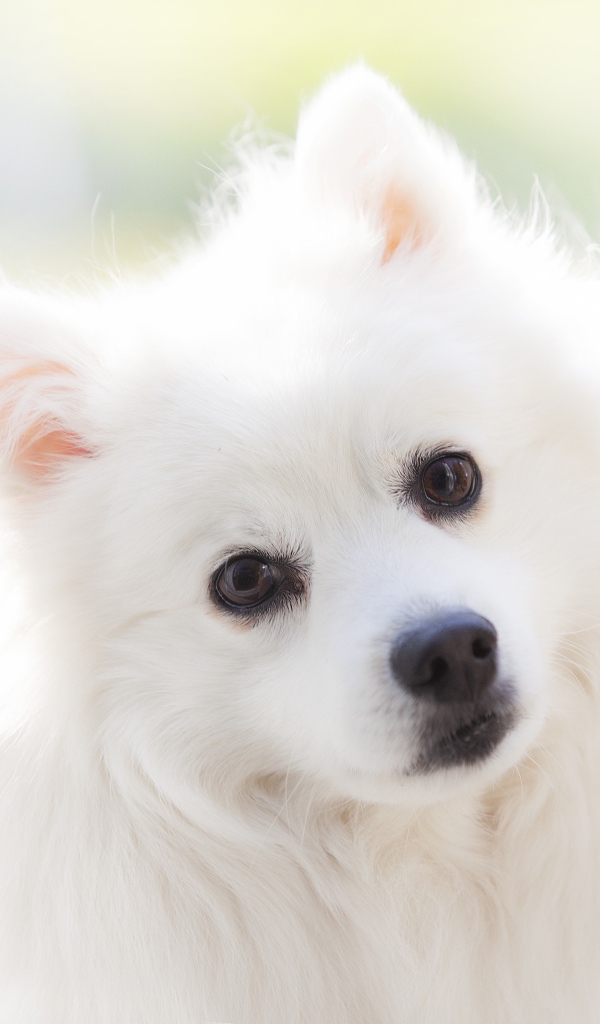 Взгляд белой кареглазой пушистой собаки