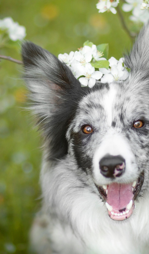 Веселая собака породы бордер колли с открытой пастью 