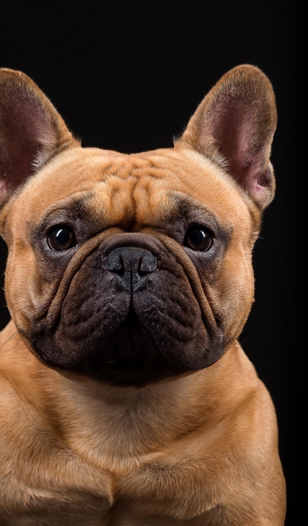 Морда Французского бульдога на черном фоне крупным планом