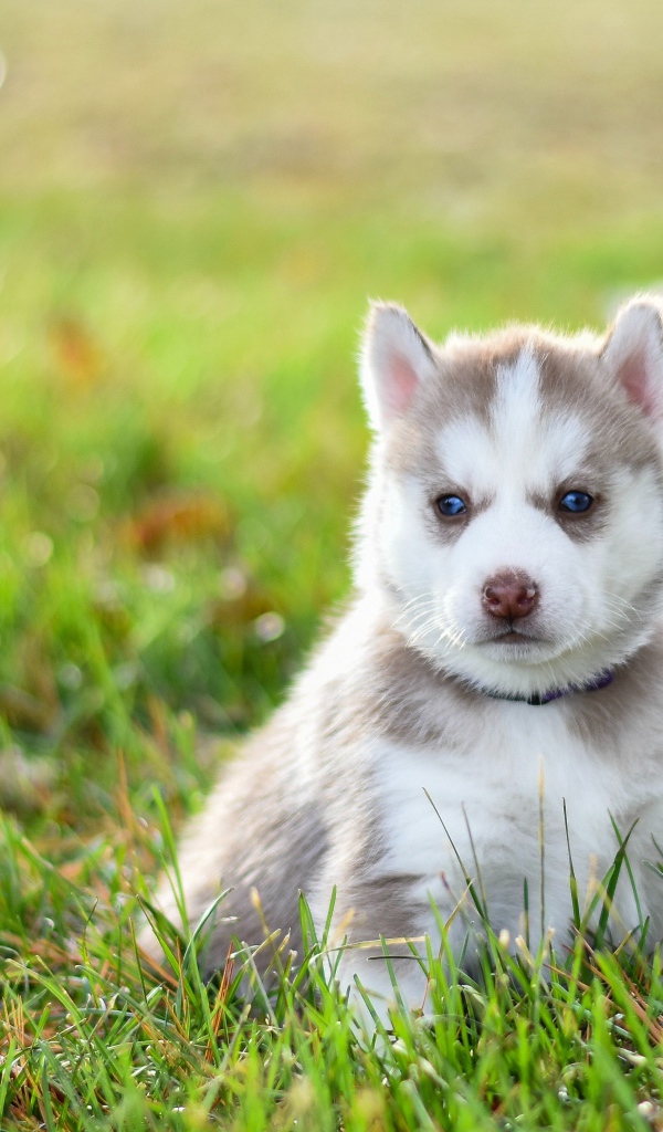 Задумчивый щенок хаски сидит на зеленой траве