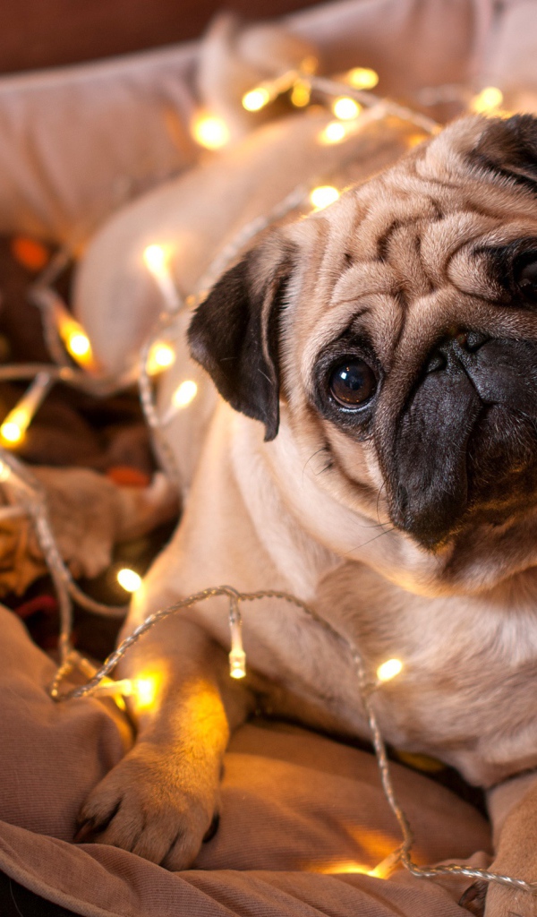 Мопс с гирляндой лежит на подушке 