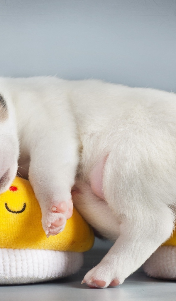 Щенок спит на детских пинетках 