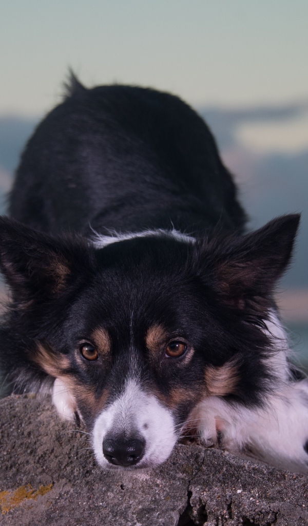 Породистая собака лежит на камне 