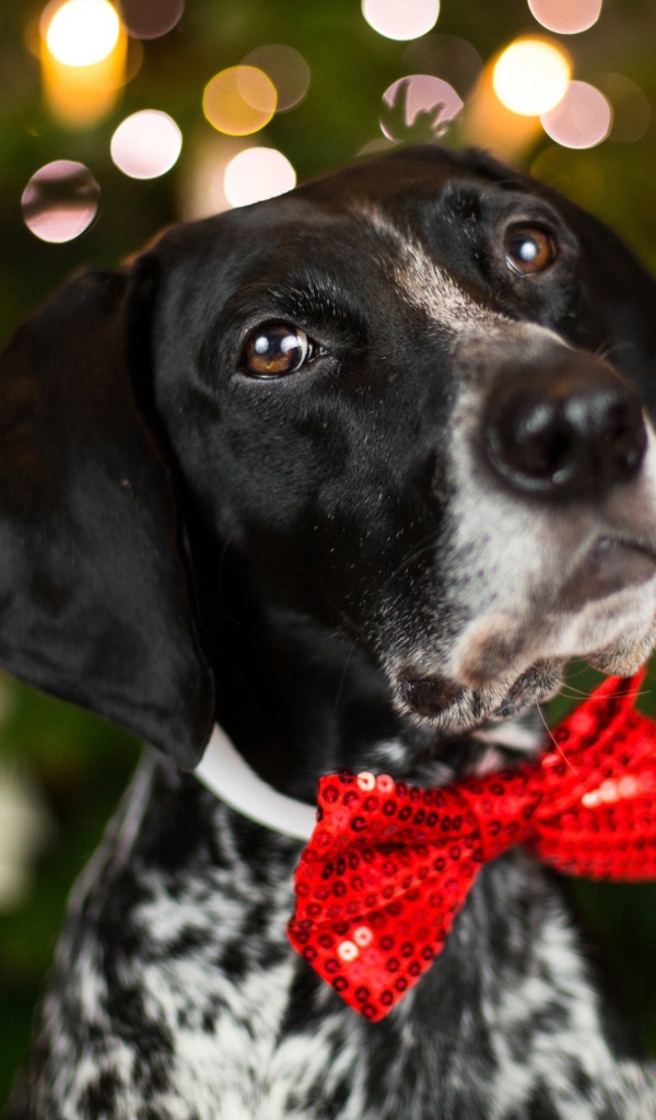 Породистый пес с красным бантом на шее 