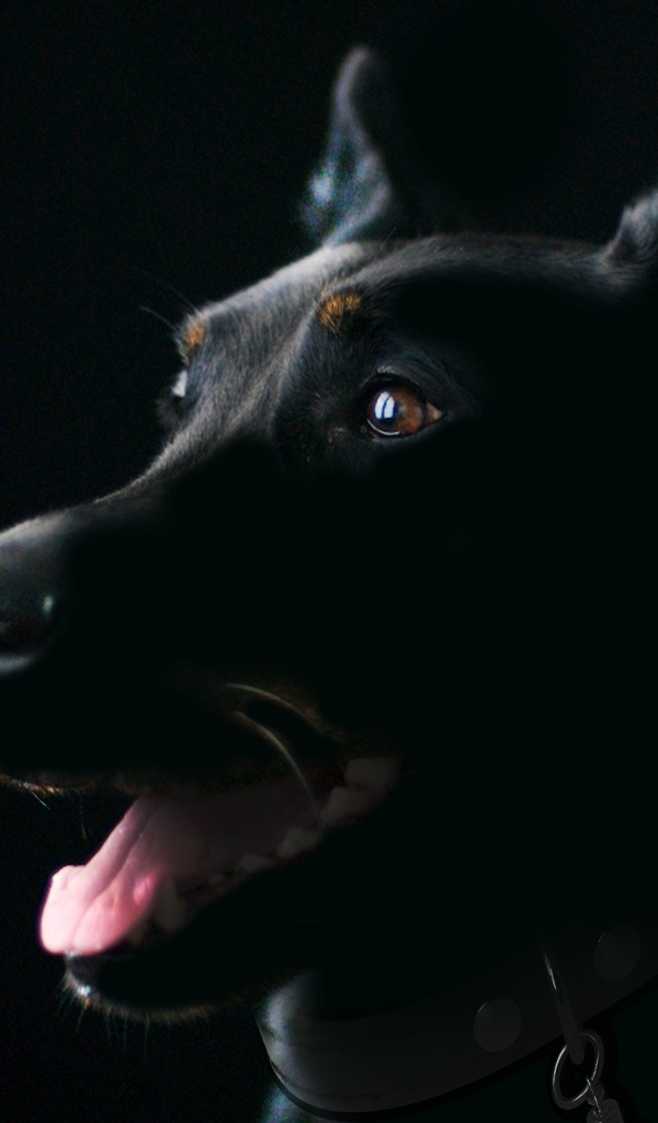 Purebred dog with protruding tongue on a black background
