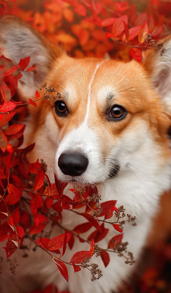 Рыжая собака вельш корги в красных листьях 
