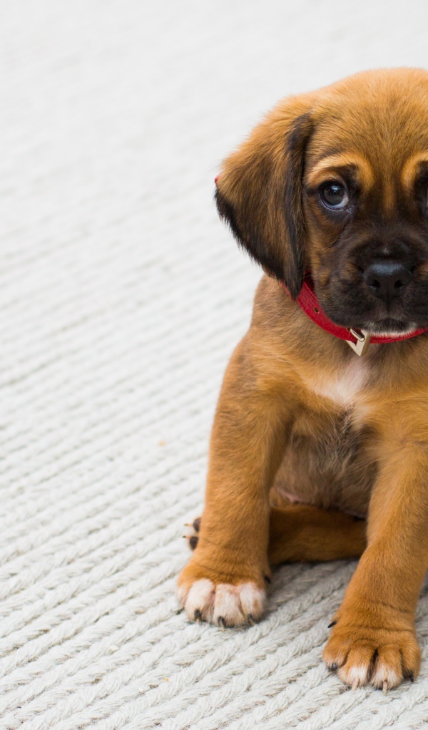 Щенок пород Родезийский риджбек сидит на ковре