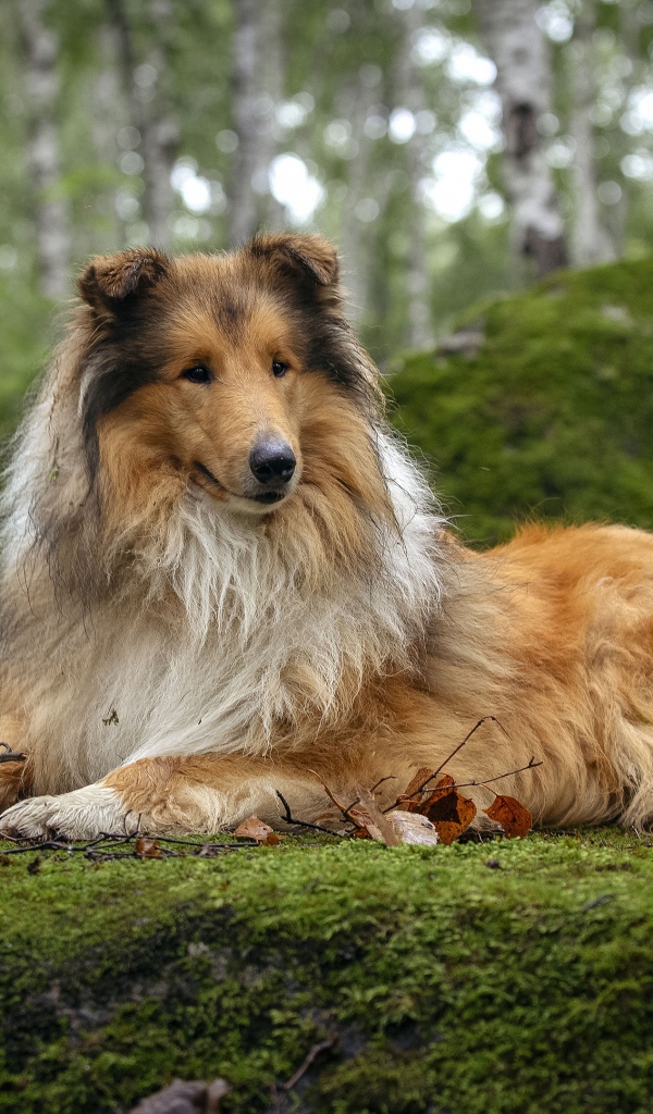 Rough Collie lying on moss-covered ground