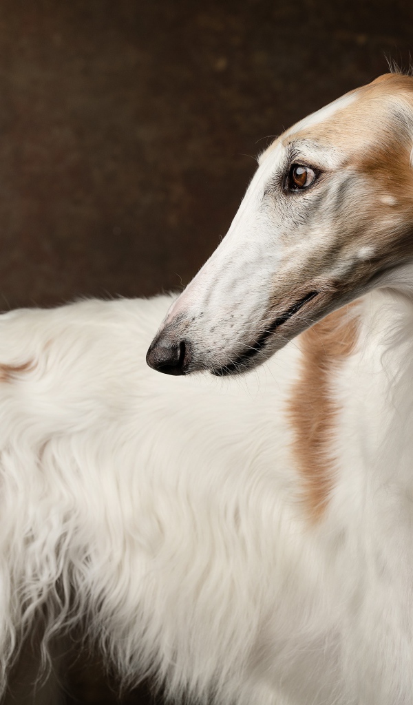 Русская псовая борзая крупным планом