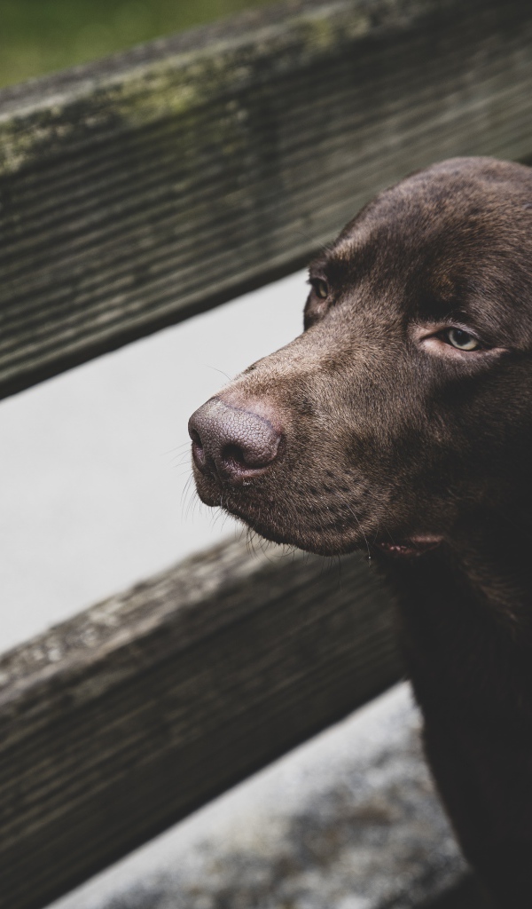 Грустный черный лабрадор у деревянного забора 