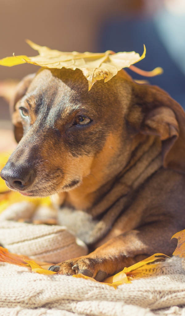 Sad dog lies on fallen leaves