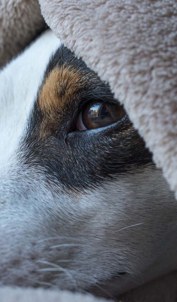 Грустный пес лежит под одеялом 