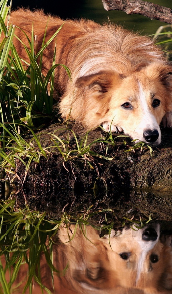 Грустный рыжий пес лежит на берегу пруда