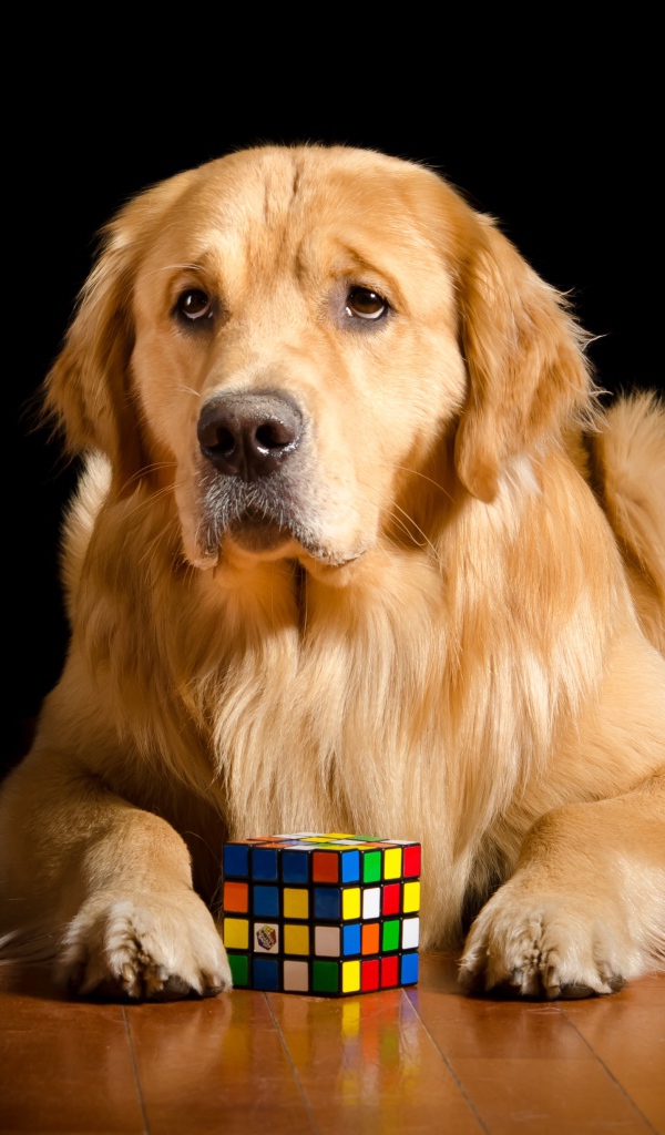 Грустный золотистый ретривер лежит с кубиком Рубика 