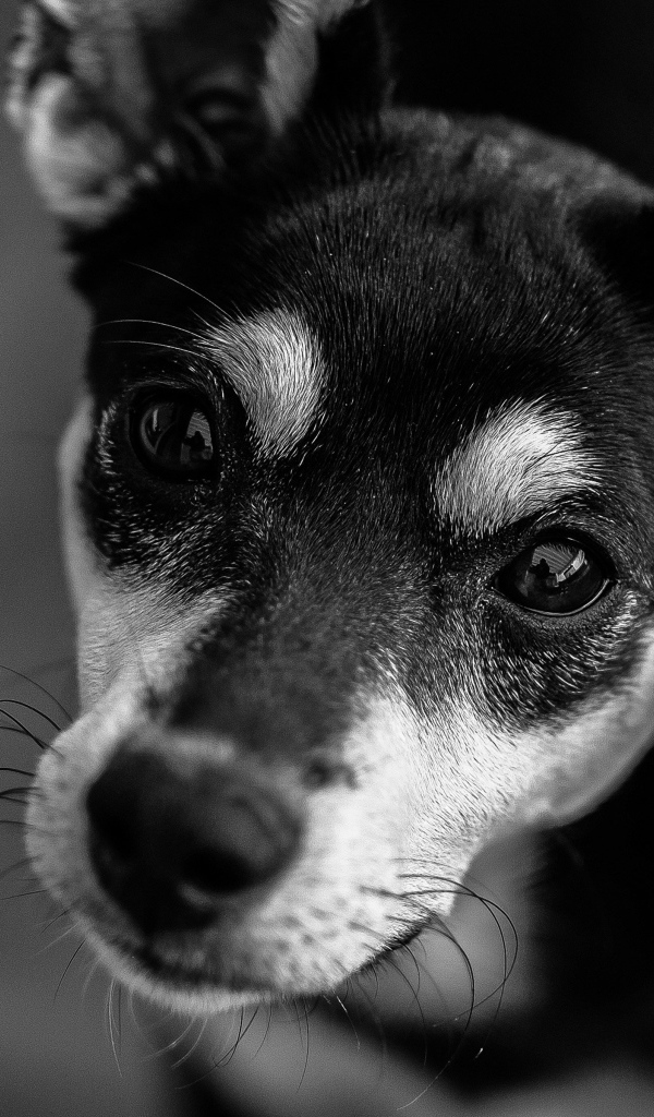 Sad look dog black and white photo
