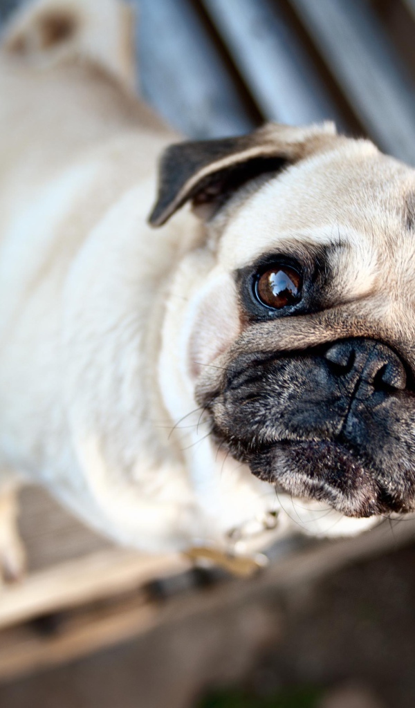 Грустный мопс смотрит на хозяина 