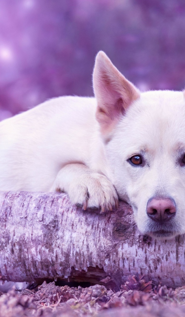 Грустная белая овчарка лежит на сухом дереве 