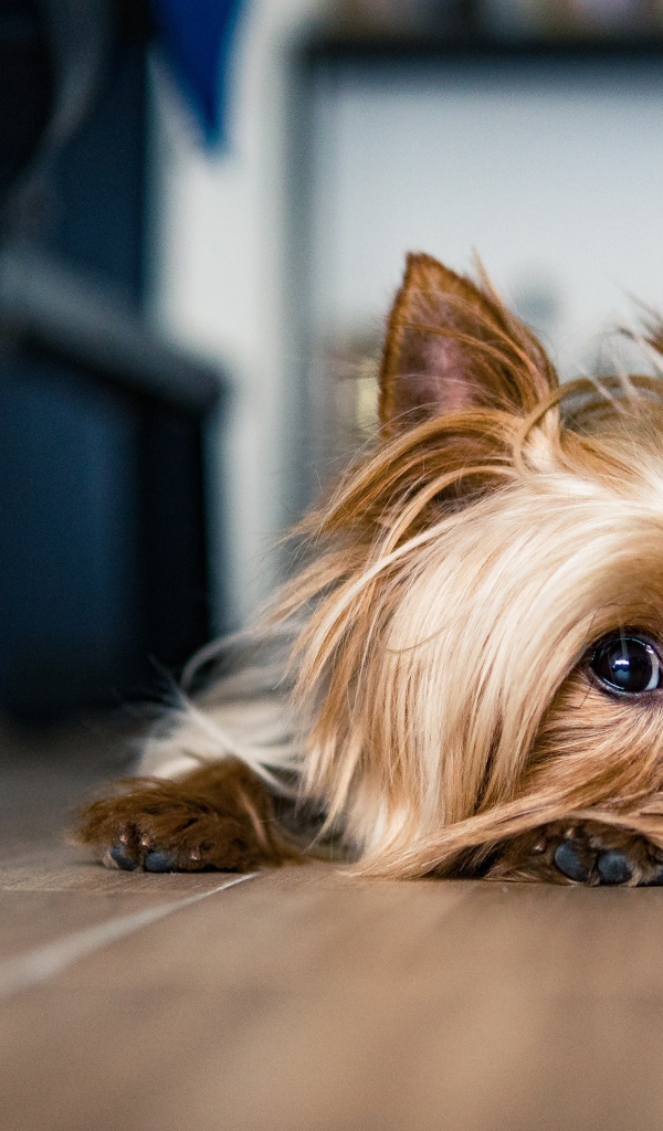 Грустный йоркширский терьер на полу