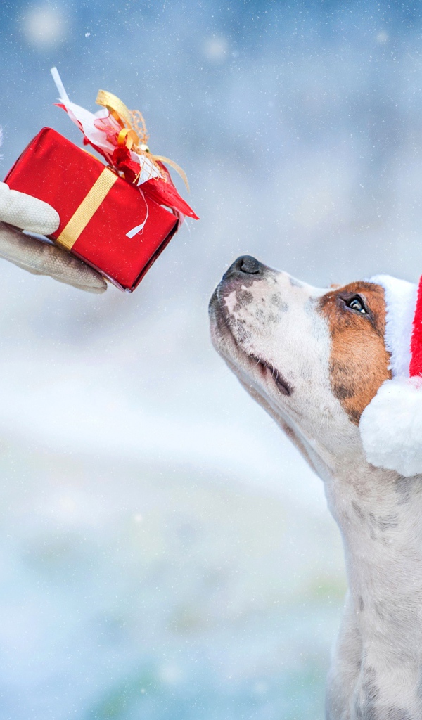 Санта Клаус дарит подарок собаке на Рождество 
