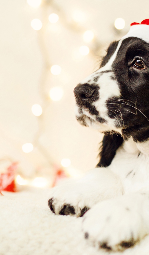 Собака породы сеттер в шапке Санта Клауса 