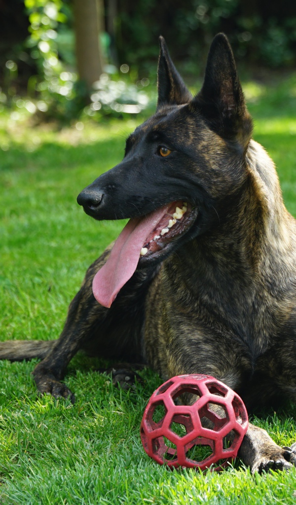 Овчарка с высунутым языком лежит с мячом на зеленой траве