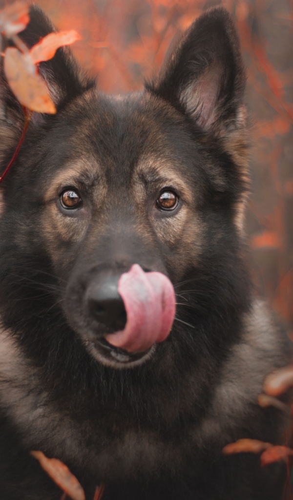 Овчарка облизывает морду языком