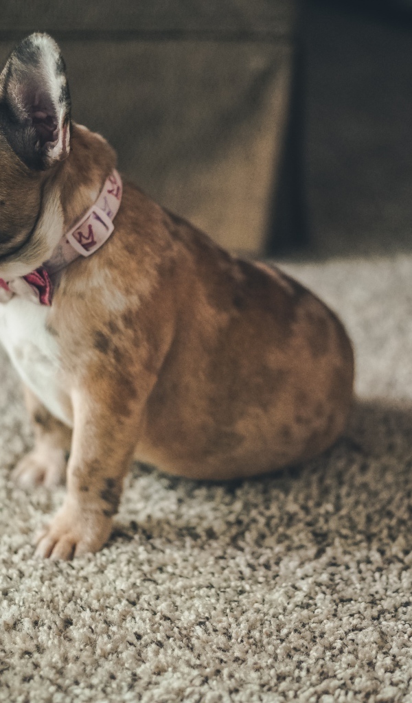 Маленький голубоглазый щенок французского бульдога 