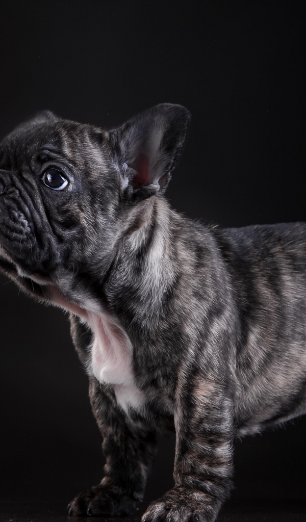 Маленький щенок французского бульдога на черном фоне