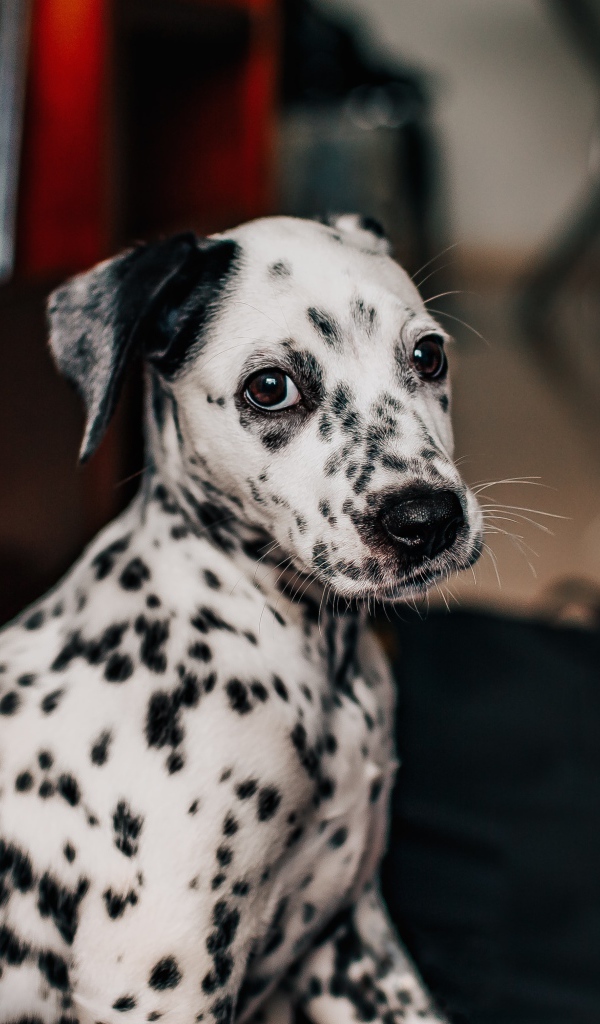 Small spotted dalmatian puppy