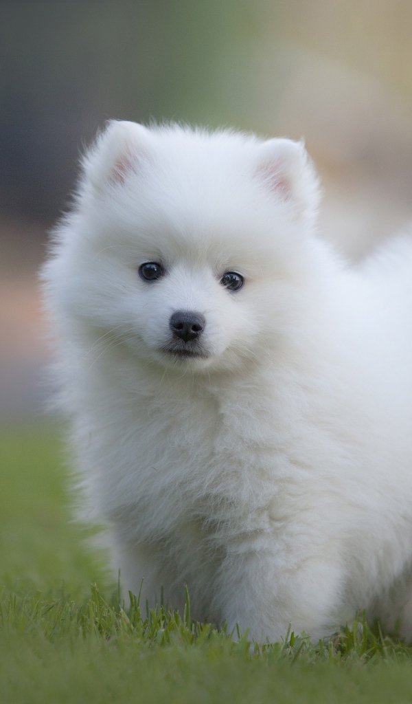 Маленький белый пушистый щенок шпица