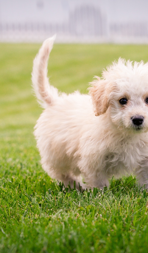 Маленький белый пушистый щенок на зеленом газоне