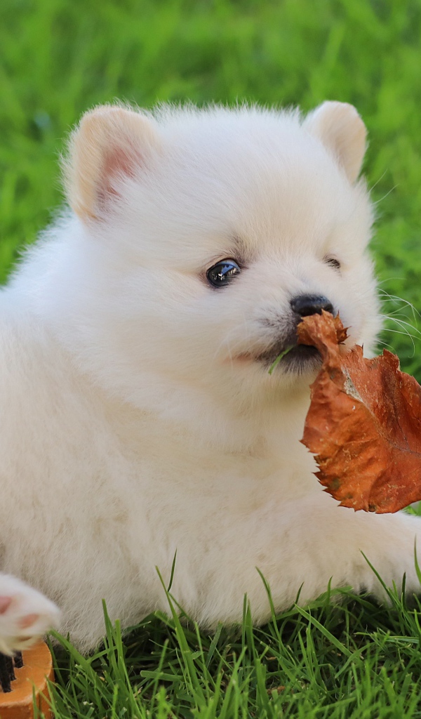Маленький белый щенок шпица на зеленой траве с листом